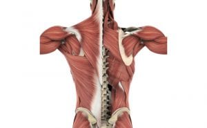 Back Pain & Chiropractic Care Part 1